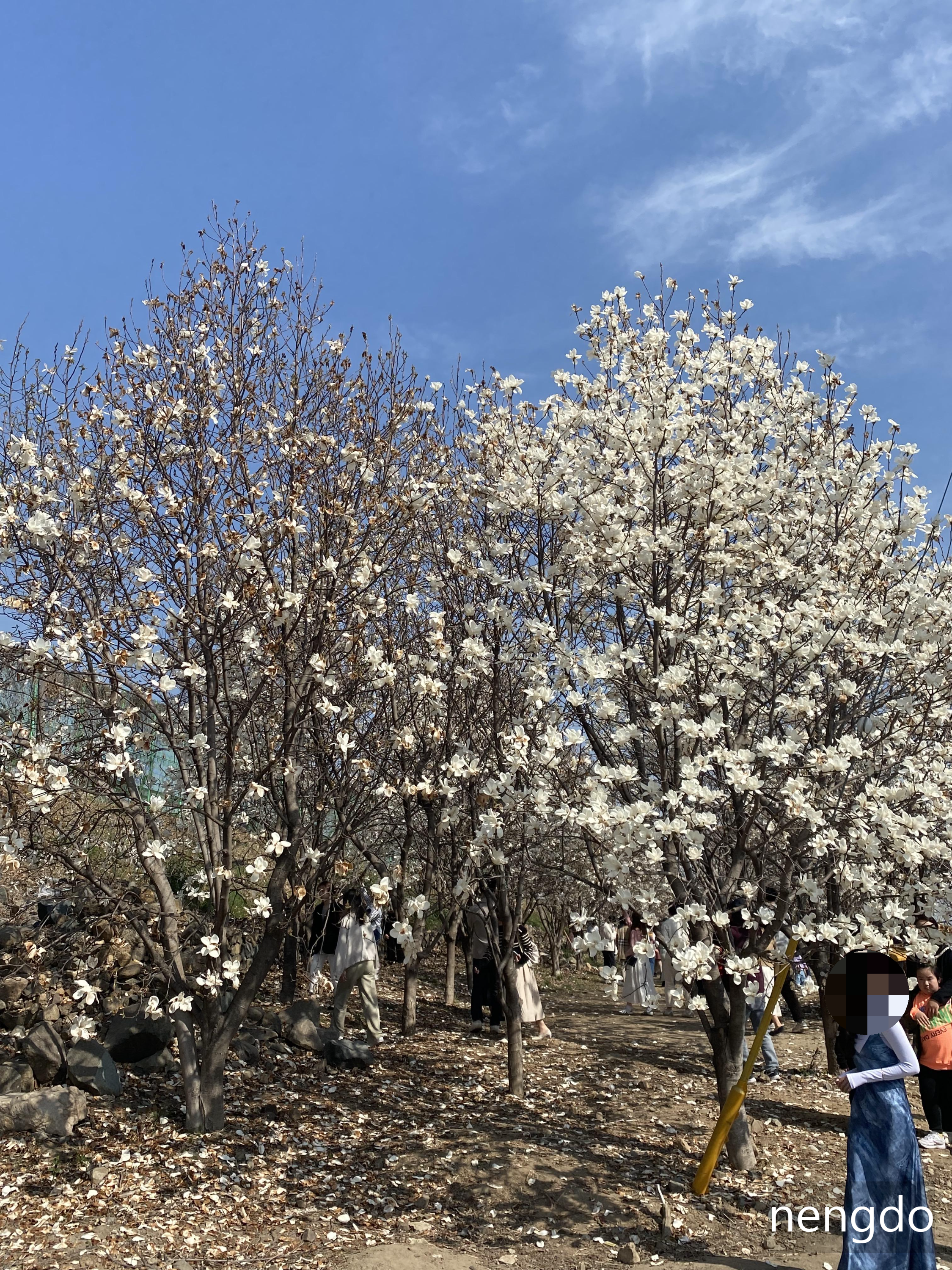 경상남도 숨은 명소 김해, 목련산림리뷰 5