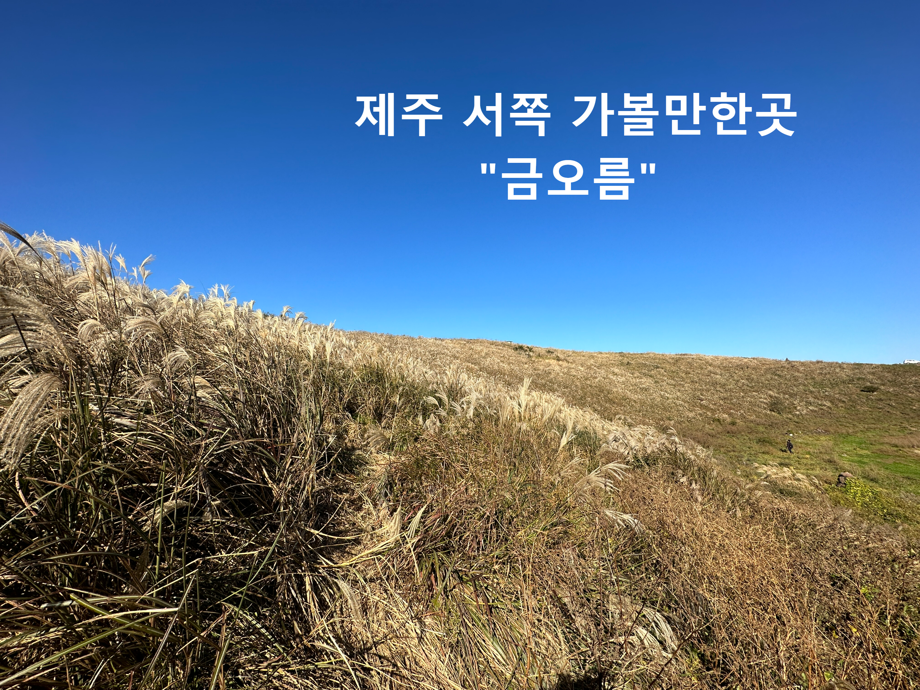 [제주 오름 추천]제주도 봄에 가볼만한 곳 금오름