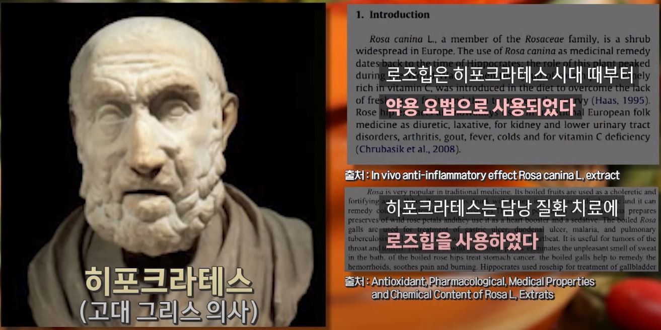 로즈힙 히포크라테스