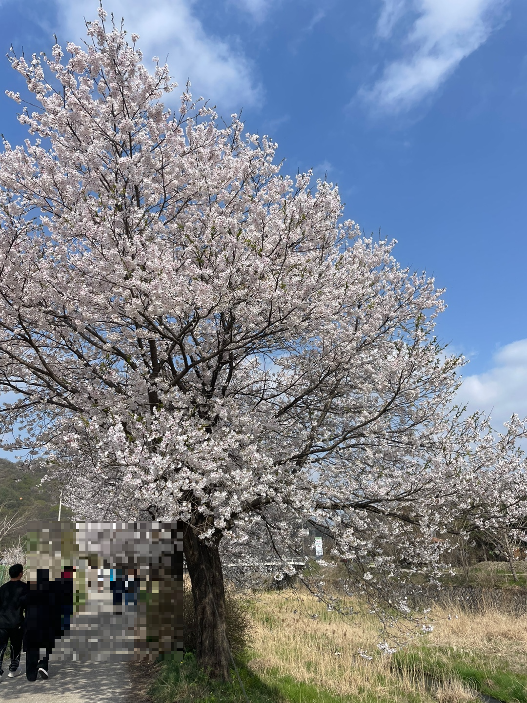 벚꽃명소 -파주 밤고지마을 벚꽃명소