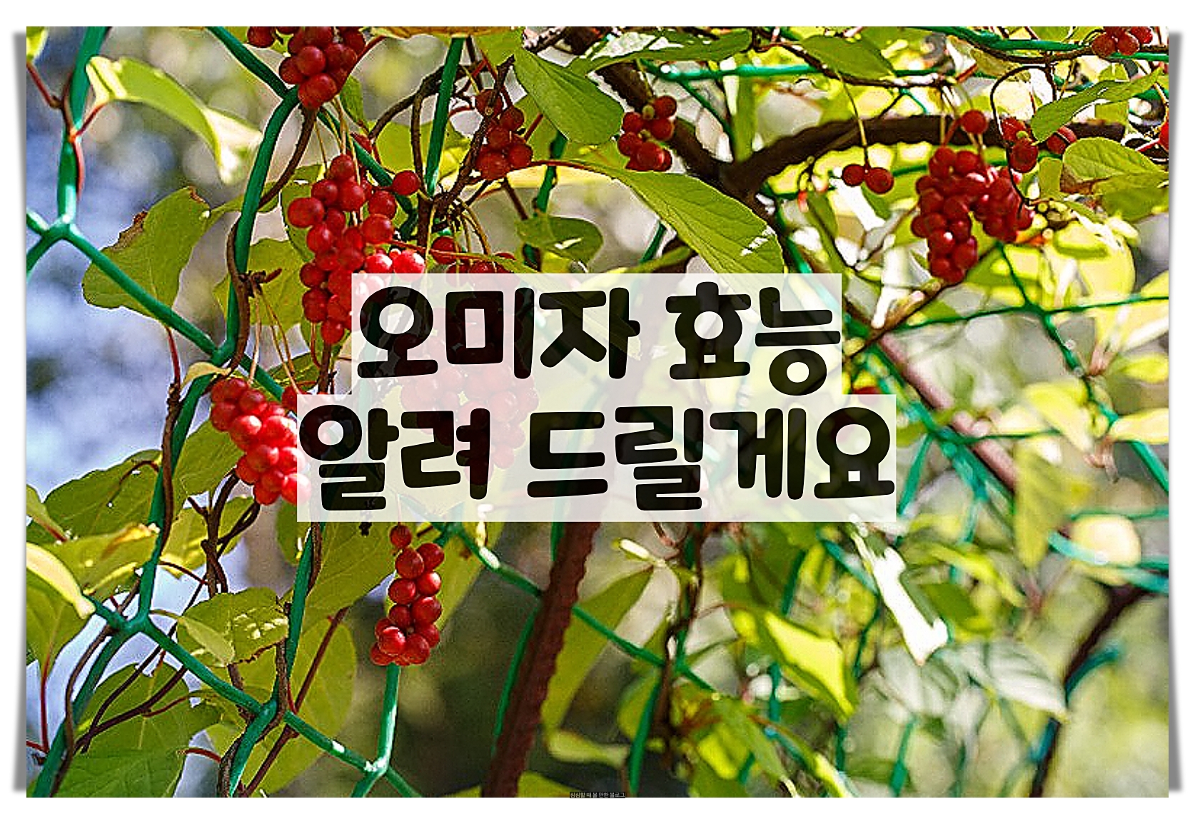  오미자 효능 및 부작용 -알고 먹으면 더 맛있겠죠?