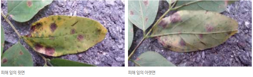  아까시나무 점무늬병