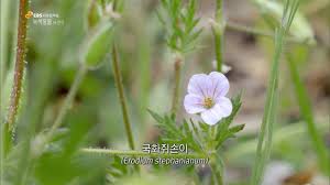 국화쥐손이 / 세열유럽쥐손이