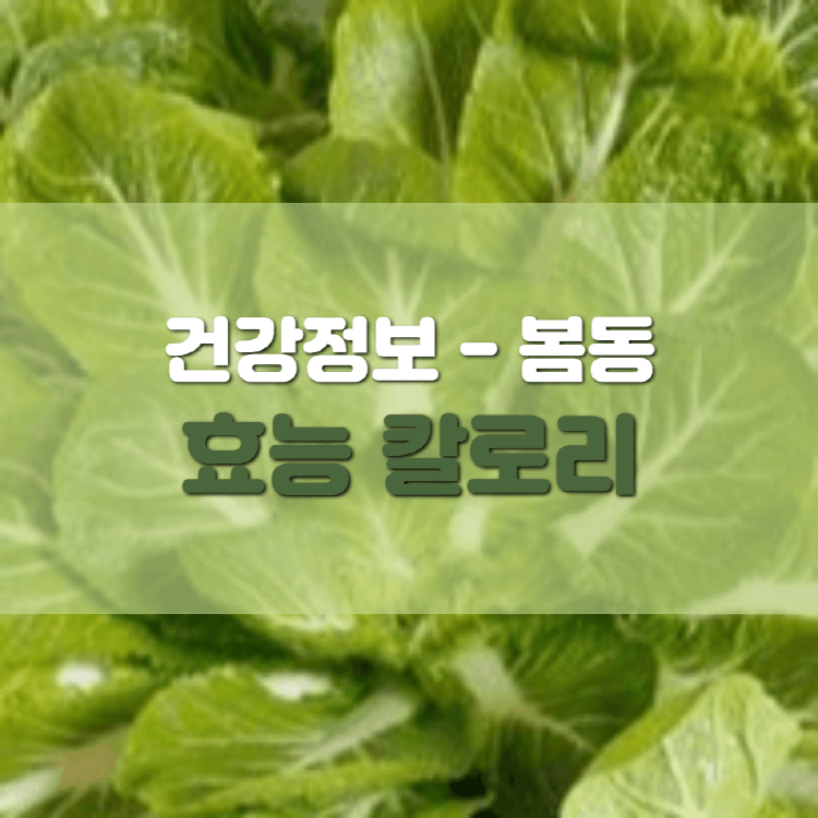 봄동-이미지