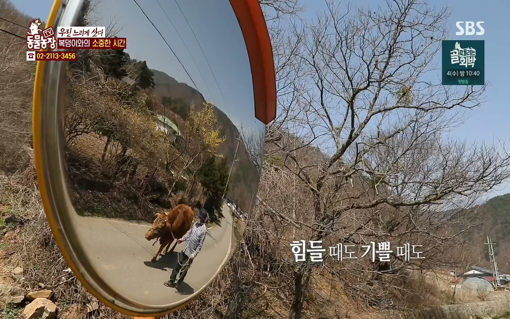 TV 동물농장.E1067.220501p.H264-F1RST.mp4_20220501_184318.889.jpg
