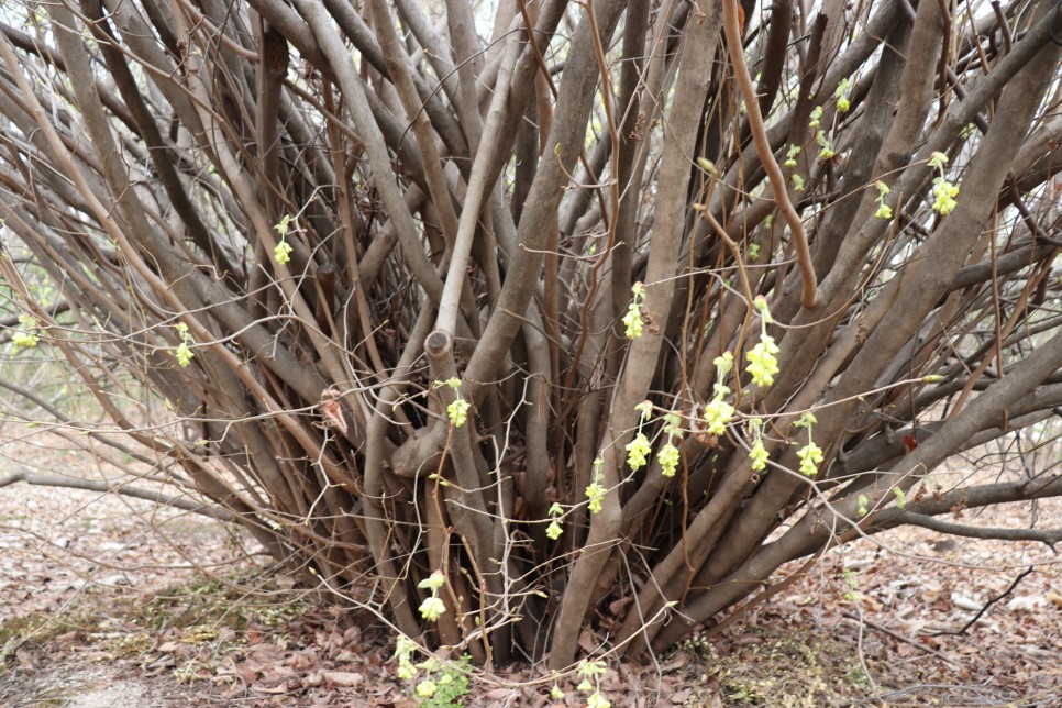 홍릉시험림(홍릉수목원) #페이지 토.일요일서울가볼만한곳 21