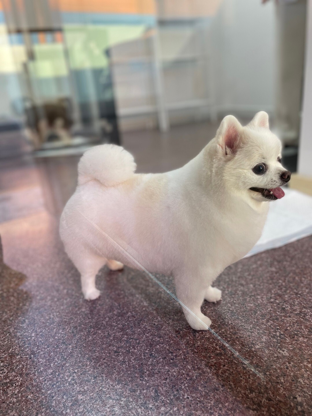 사진