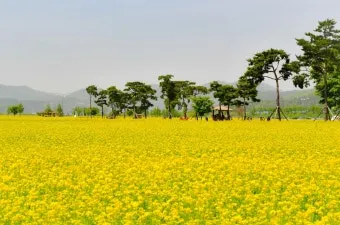 창녕 남지 유채꽃축제 일정 맛집 코스_17