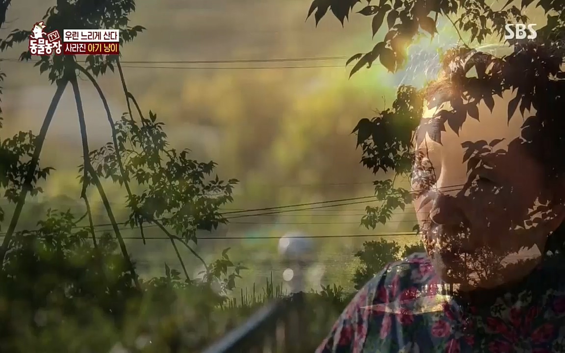 TV 동물농장.E1076.220704p.H264-F1RST.mp4_20220703_175610.386.jpg