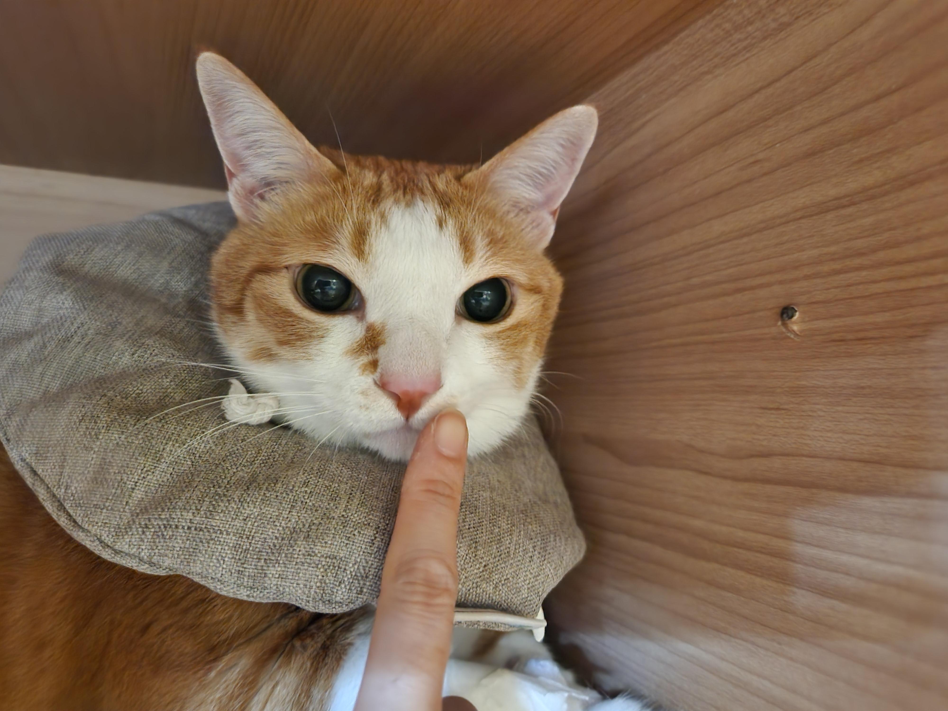 입원한_호야_고양이_담관염_췌장염_25