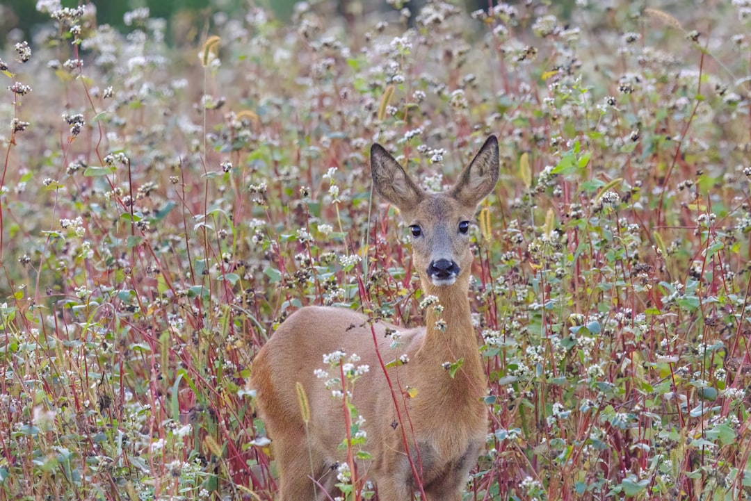 Buckwheat
