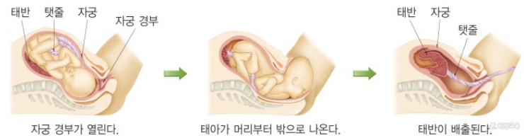 출산과정