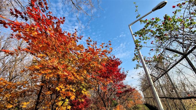 푸른하늘&#44; 단풍나무&#44; 보안등&#44; 배수지 철망 담&#44; 로앵글&#44;