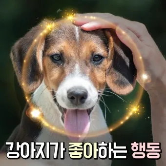 강아지 행동별 특징 의미 강아지 신호 해석 방법_14