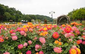 울산대공원 장미축제1