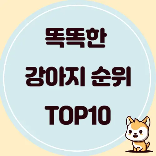 지능 좋은 강아지 품종 순위 TOP 10