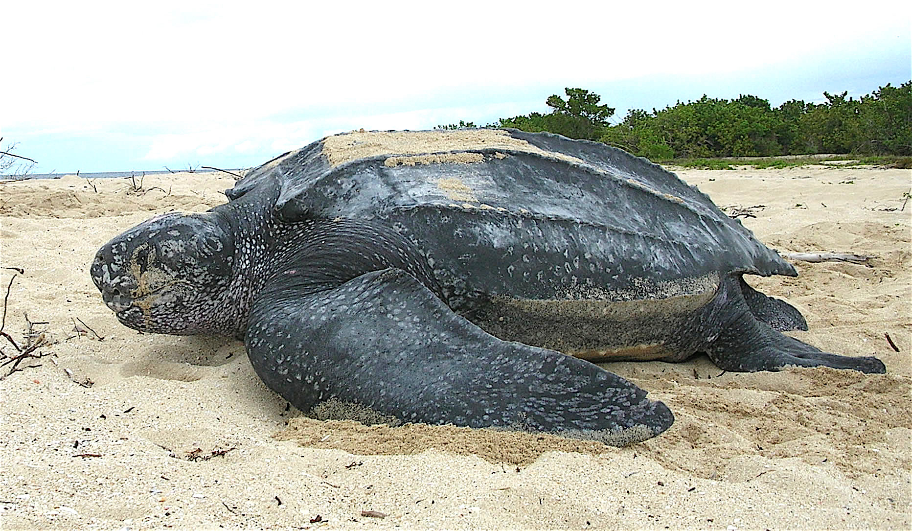 장수거북(Leatherback) - 출처 : 위키백과