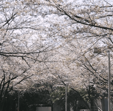 2023 벚꽃 얼룩