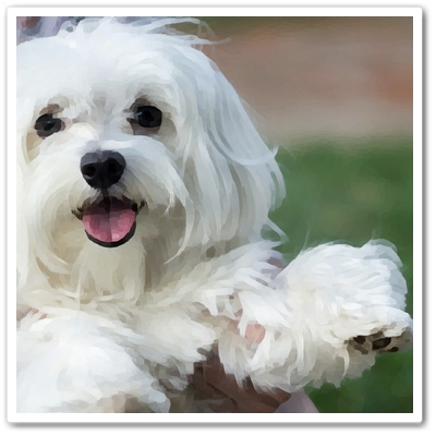  말티푸 분양가격 및 품종에 대해서(maltipoo)