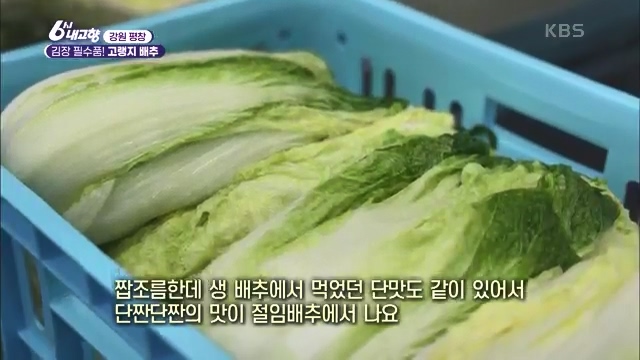 6시 내고향_김장의 필수품 평창 고랭지 배추 - 강원 평창 [슬기로운 두 반장] 슬기로운 어르신들을 찾아서 (충북 제천) [붕붕이가 간다] 철원에 무슨 일이 (강원 철원) [인생은 행복海] 우리는 환상의 사촌 (경남 통영).ts_20231117_202042.809.jpg