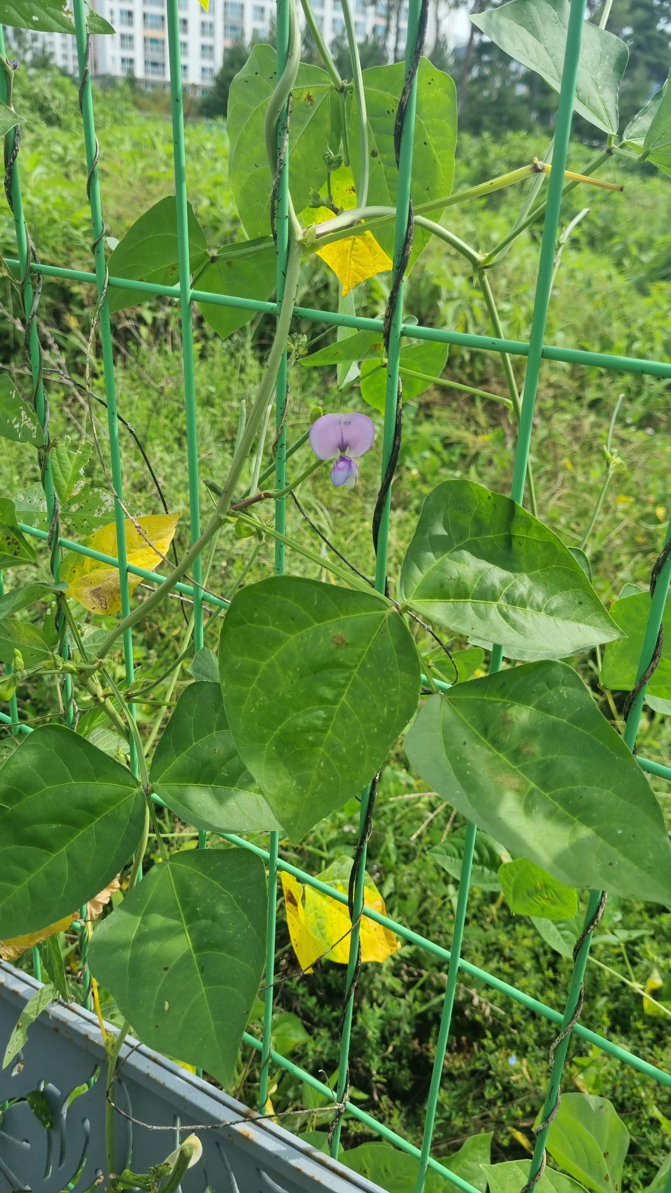  동부(동부콩), 동부의 효능