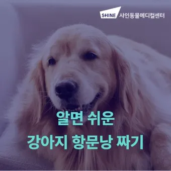 강아지 항문낭 압출법 염증 방지 필수 관리_25