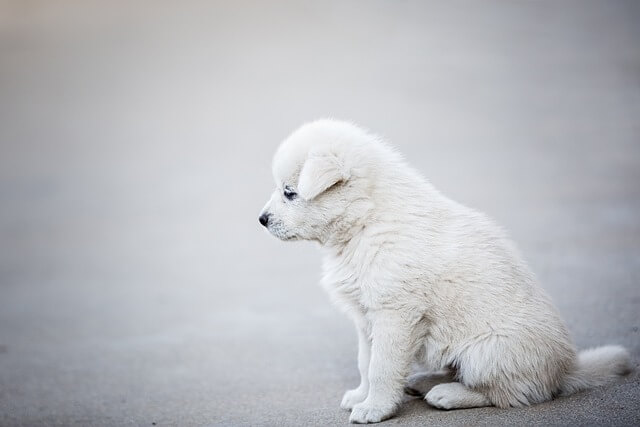 강아지 복명음 원인