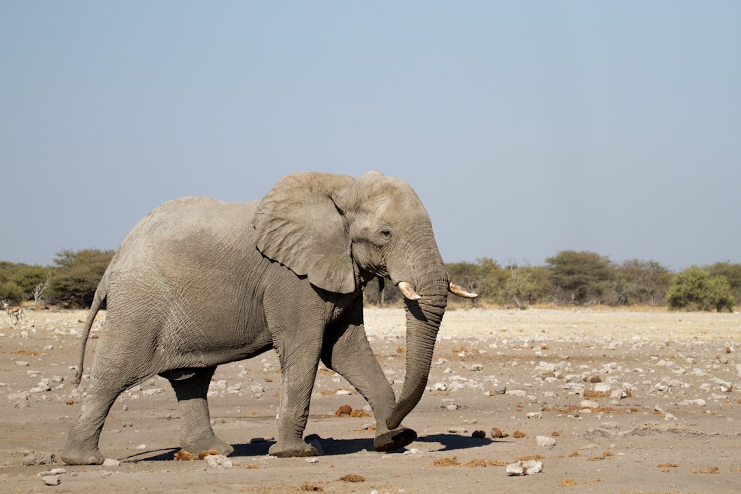 Elephant