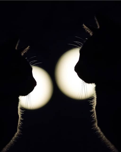 마주보는 고양이 실루엣