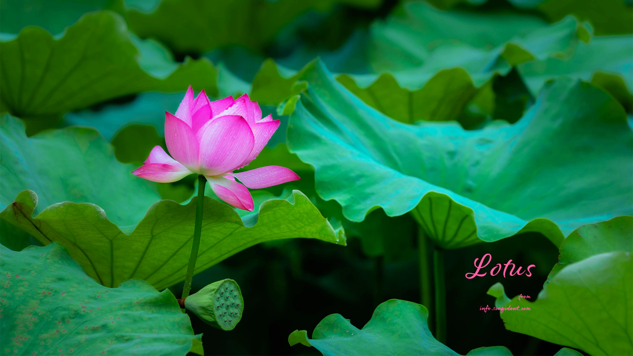 10 연잎과 연꽃 C - Lotus 연꽃배경화면