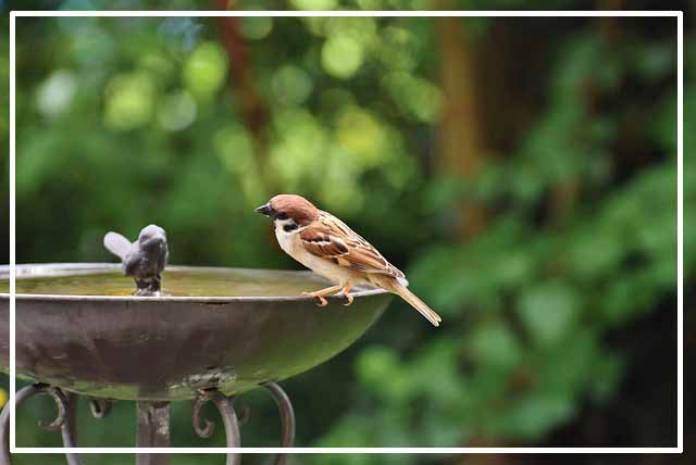 참새가 분수에 앉아 있습니다.