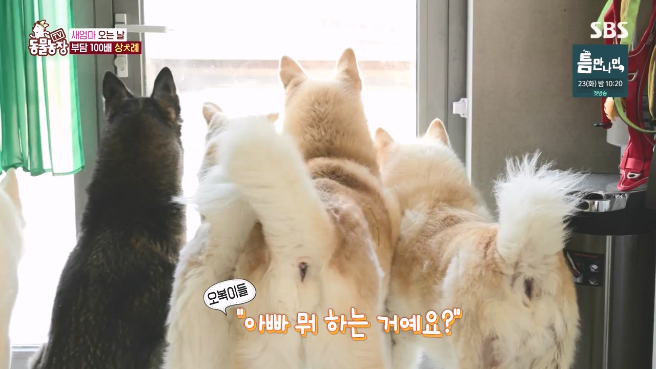 TV 동물농장.E1167.240415p-NEXT.mp4_20240414_160915.026.jpg
