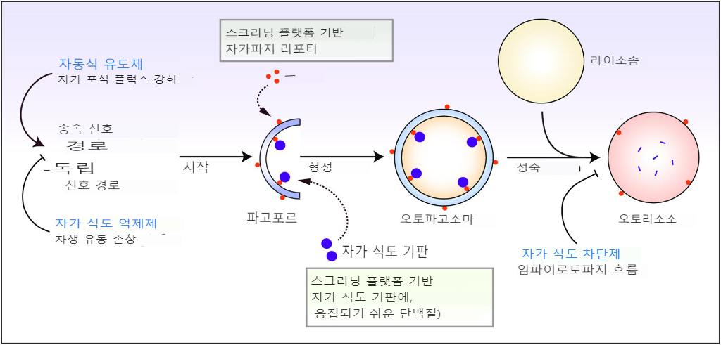 오토파지