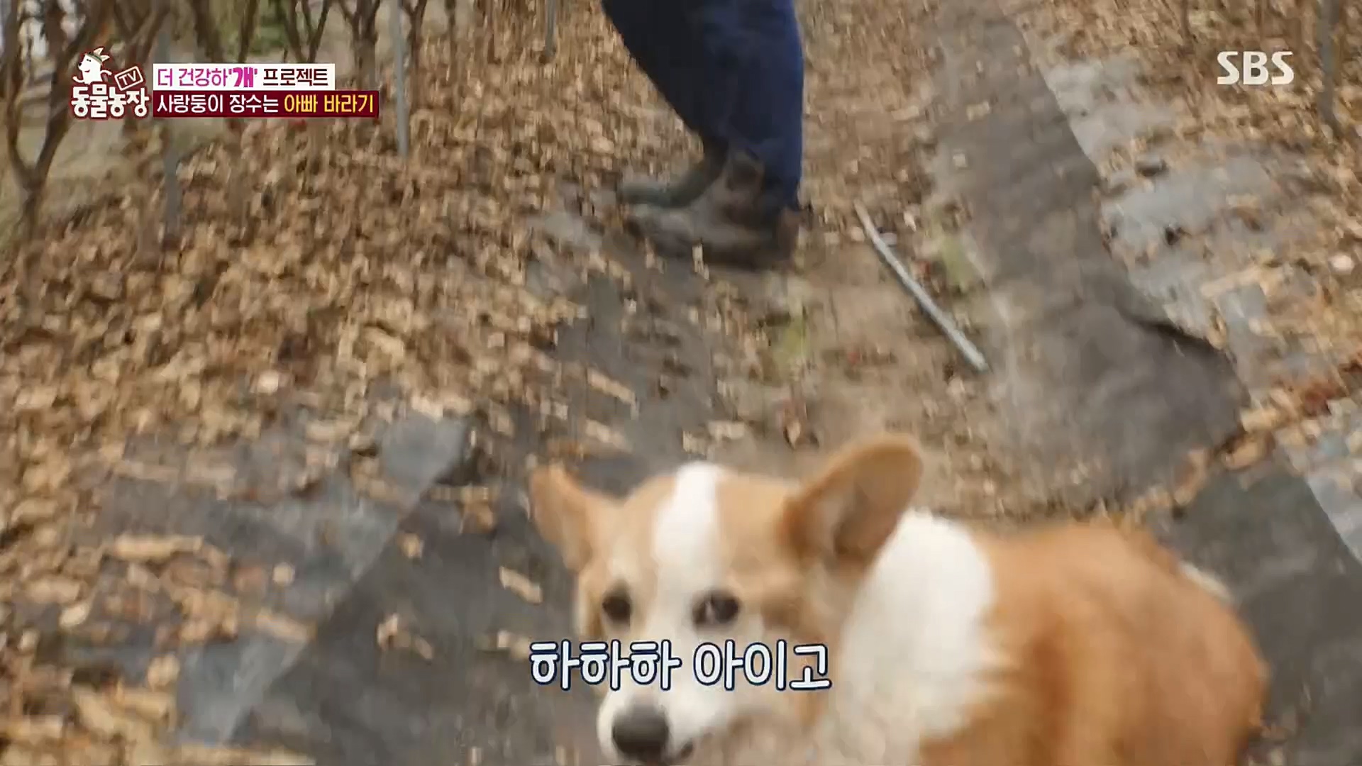 TV 동물농장.E1101.221225p.H264-F1RST.mp4_20221225_190246.887.jpg