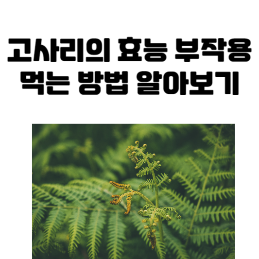 고사리의 효능과 부작용&#44; 먹는 방법 알아보기