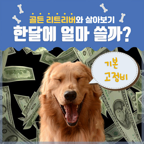  골든리트리버, 대형견 한달에 쓰는 비용?  - 기본 고정비 편