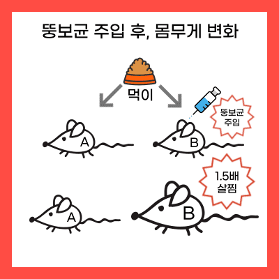 뚱보균