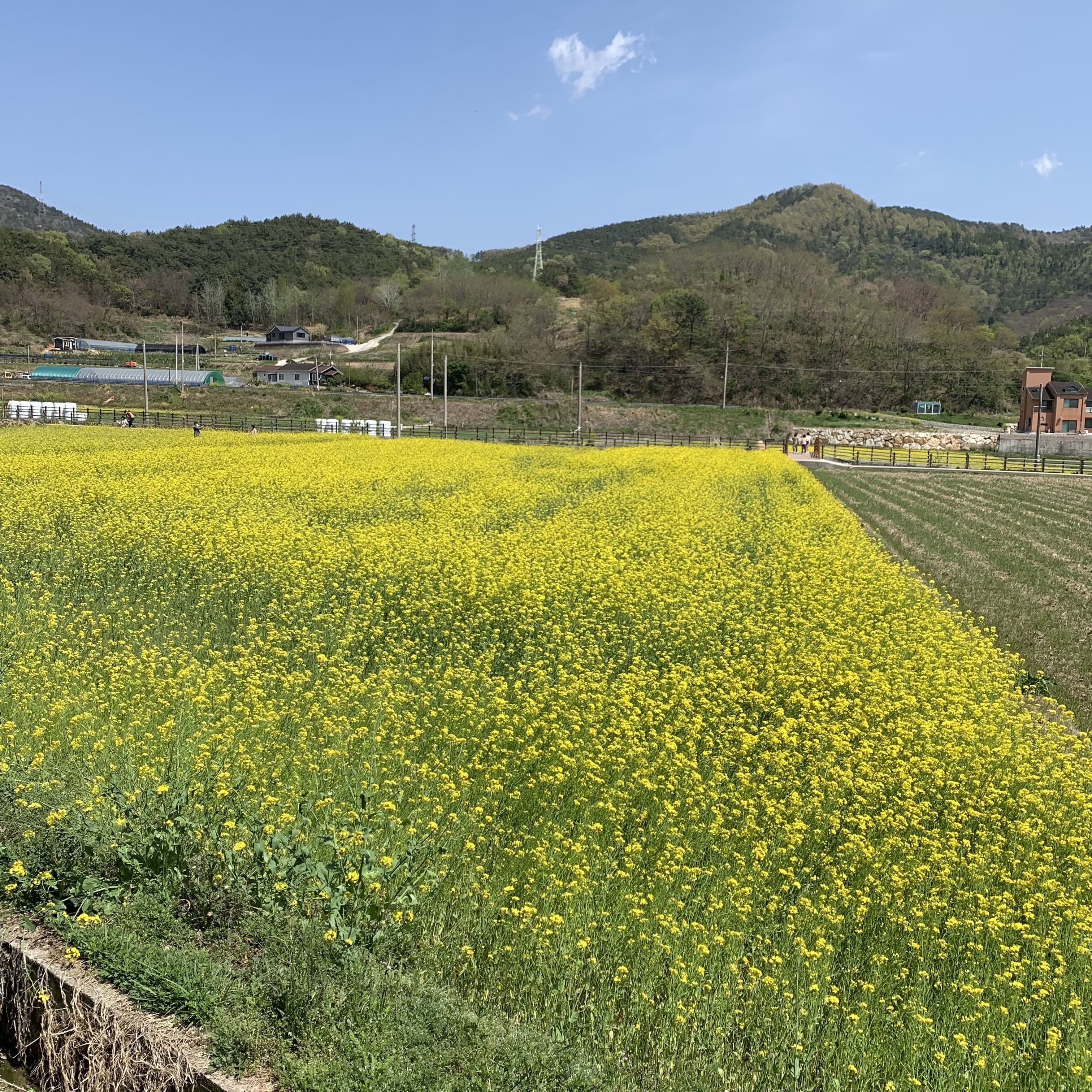 유채꽃밭