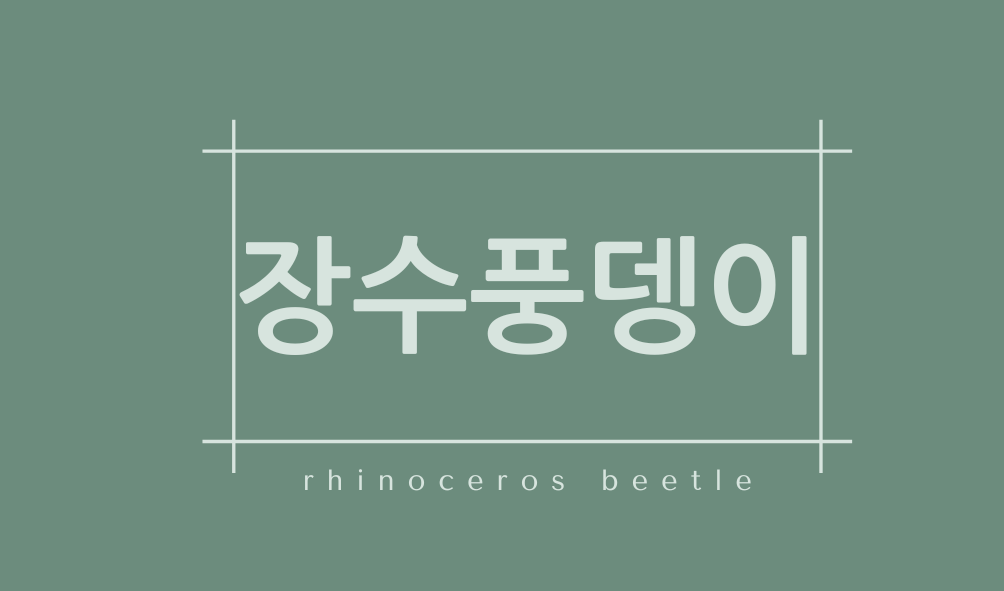 장수풍뎅이(rhinoceros beetle)