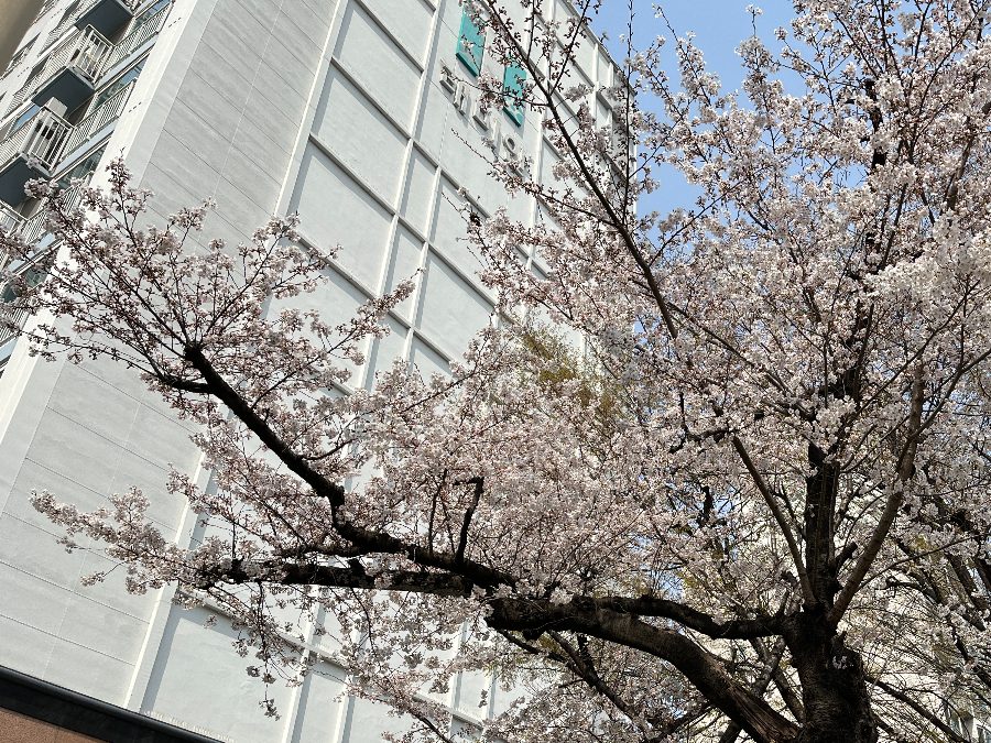 방배삼호아파트-벚꽃
