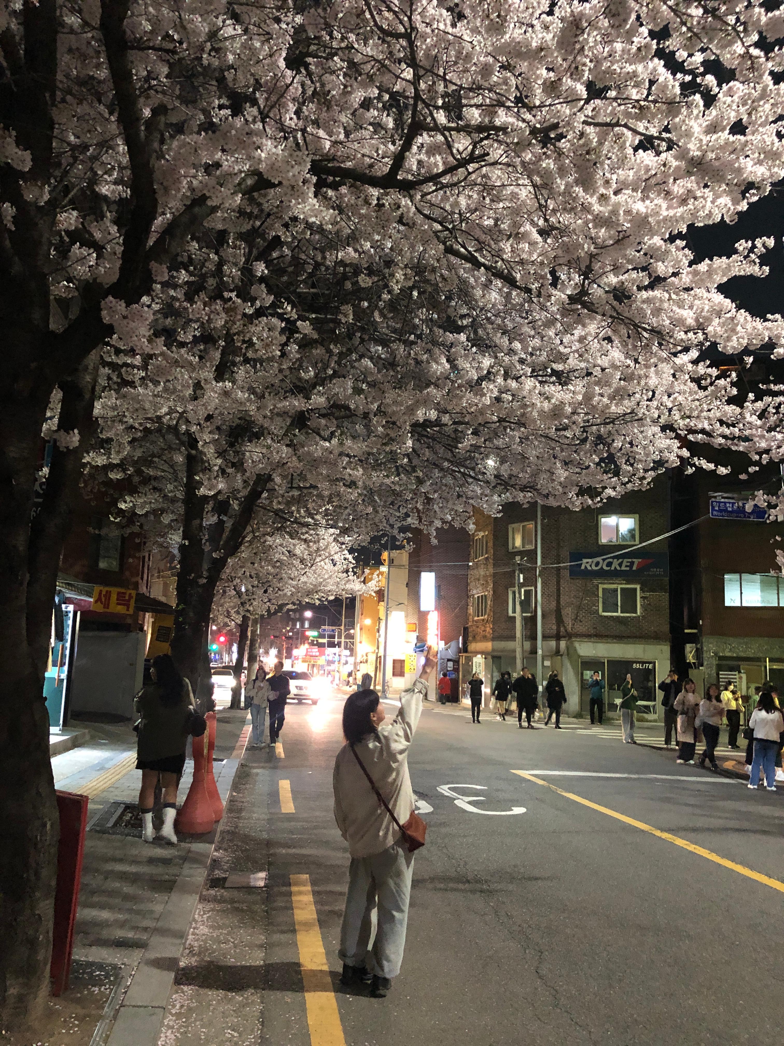 alt=&quot;사람들의 웃음소리와 함께 활짝 핀 벚꽃길&quot;