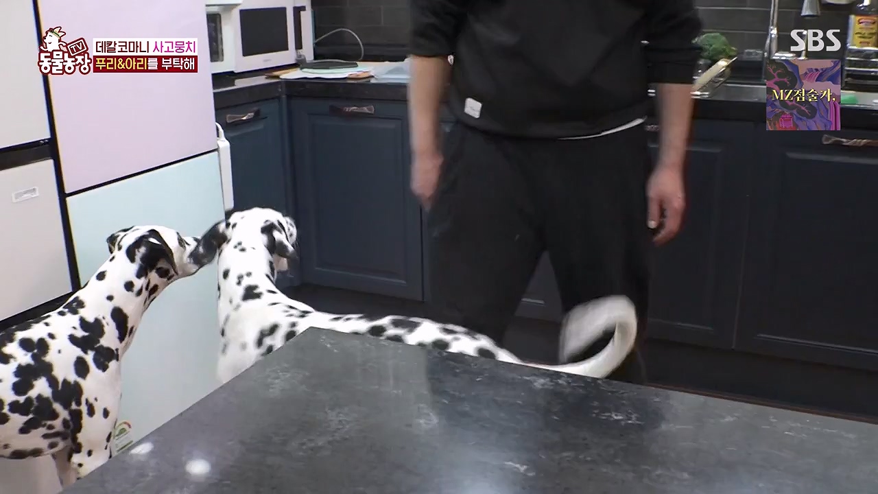 TV 동물농장.E1175.240610p-NEXT.mp4_20240609_160235.764.jpg