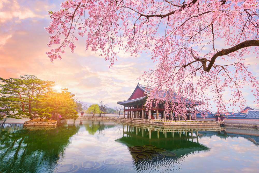 한국 주변 나라들 벚꽃 해외 여행지 추천 및 2024년 벚꽃 개화시기 정리 - 한국 벚꽃