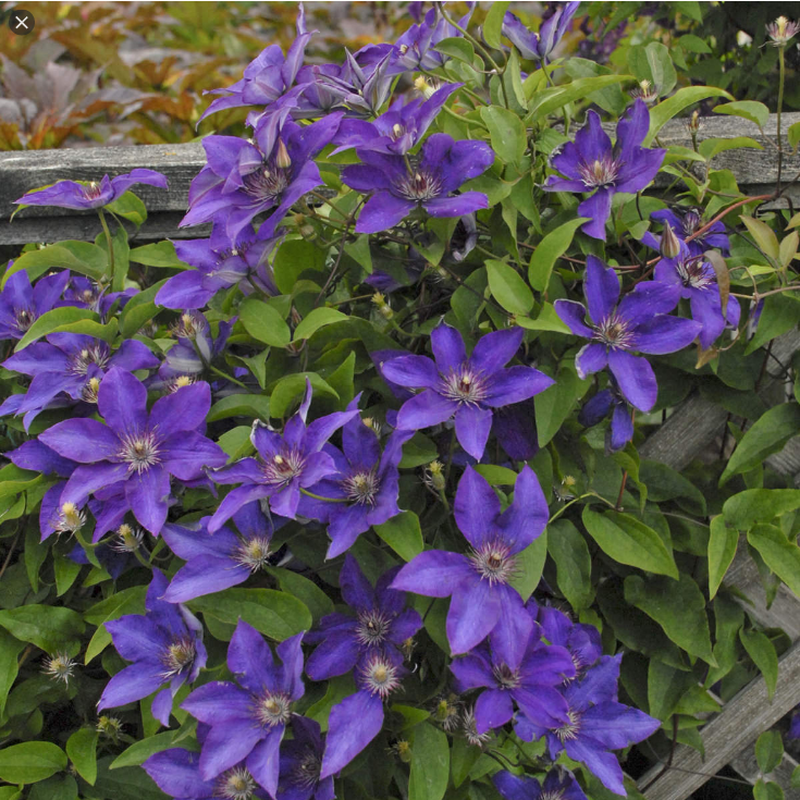  클레마티스 (CLEMATIS) 효능 부작용 및 올바른 섭취법