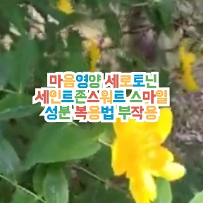 세인트존스워트-스마일-내돈내산-후기