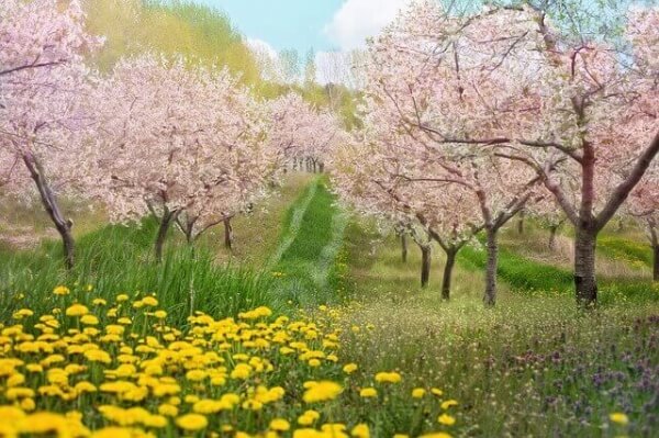 벚꽃 활짝 핀 봄풍경 이미지