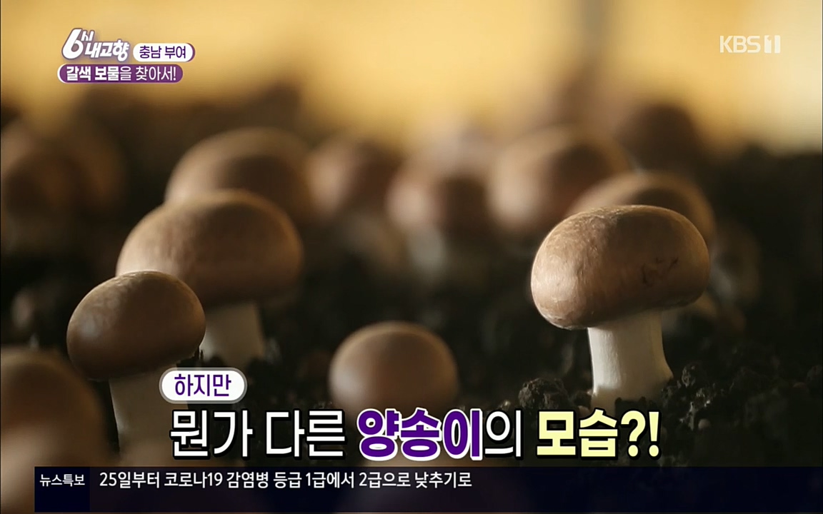6시 내고향.E7512.220416p.H264-F1RST.mp4_20220502_185312.972.jpg