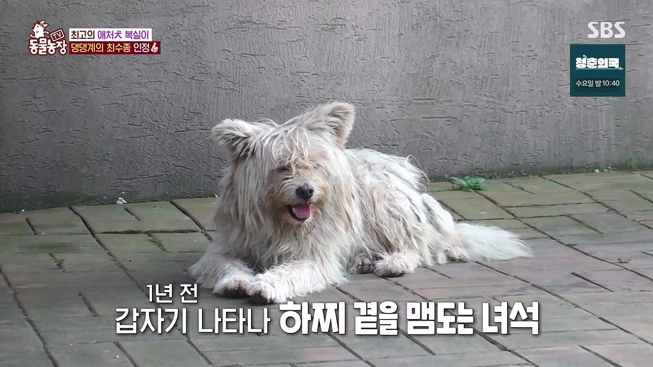 TV 동물농장.E1138.230918p-NEXT.mp4_20230917_174227.086.jpg
