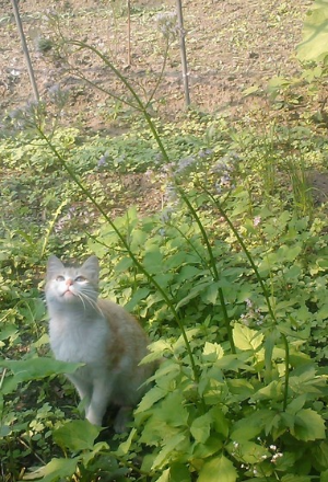 꽃 위의 앉은 나비를 쳐다보고 있는 고양이 모습