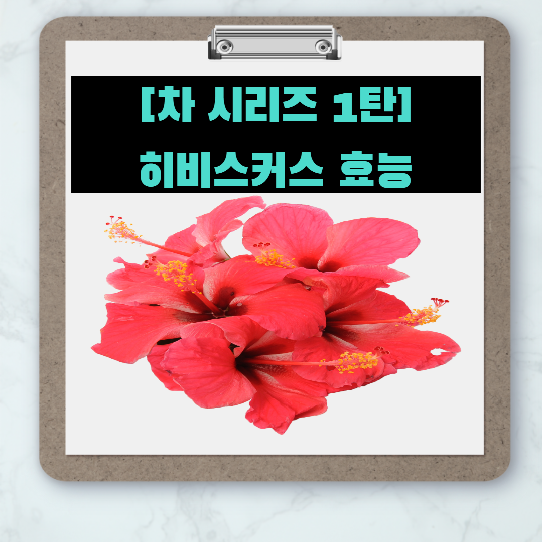  [차 시리즈 1탄] 히비스커스 효능7가지 및 먹는방법